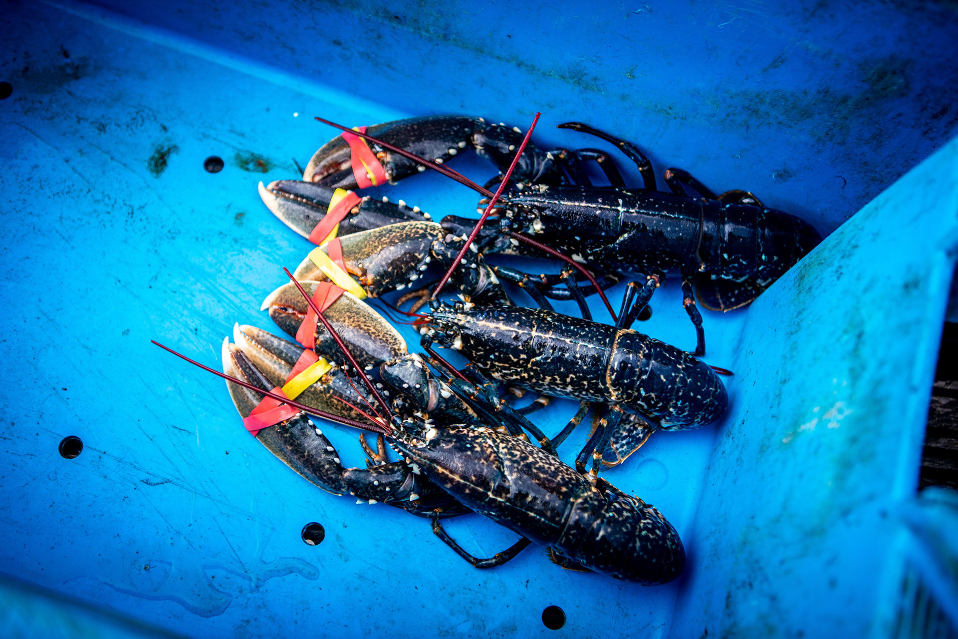 The Chef and the Guardian